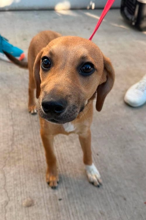 Photo of Cannon, adoptable Beagle in Ashville, Ohio
