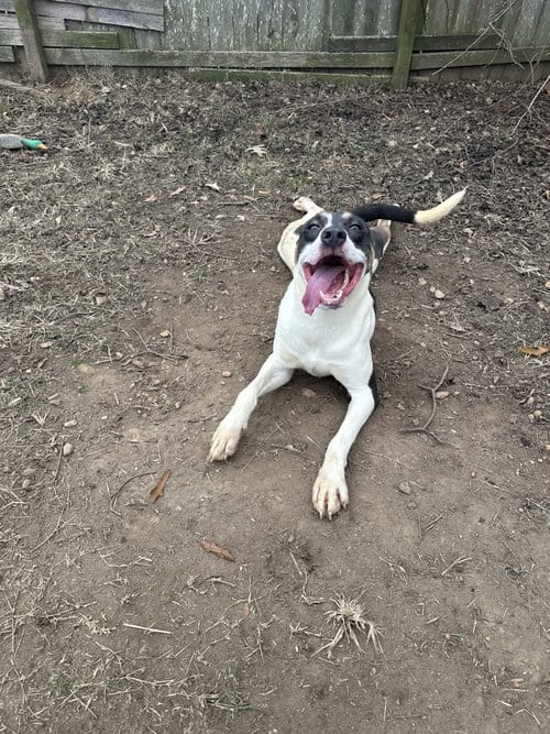 Photo of Belmont, adoptable Terrier in Jackson, Mississippi