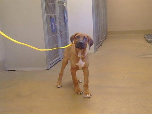 Photo of Loofah, adoptable Rhodesian Ridgeback in Sacramento, California