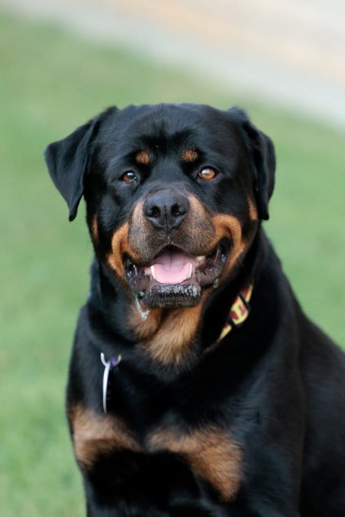 Photo of Maria, adoptable Rottweiler in McKinney, Texas