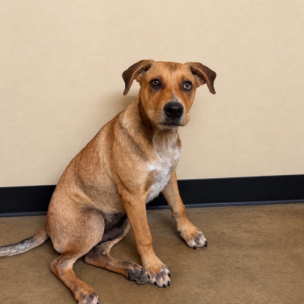 Photo of Clyde, adoptable Mixed Breed (Medium) in Corinth, Mississippi