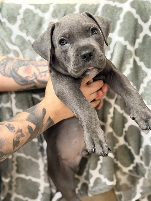 Photo of Baked Potato, adoptable Pit Bull Terrier in Riverside, California