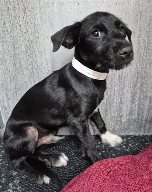 Photo of A827093, adoptable Terrier in San Antonio, Texas