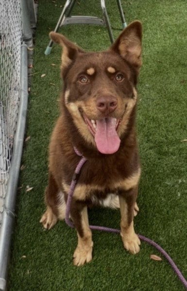 Photo of Brother Bear, adoptable German Shepherd Dog in Los Angeles, California