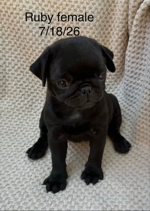 Photo of Ruby (in foster), adoptable Pug in Pottstown, Pennsylvania