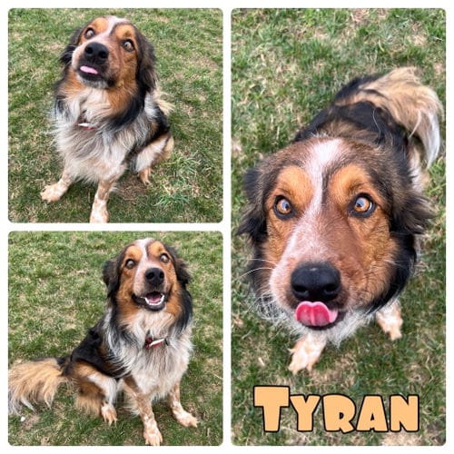 Photo of Jensen, adoptable Shetland Sheepdog Sheltie in Pierceton, Indiana