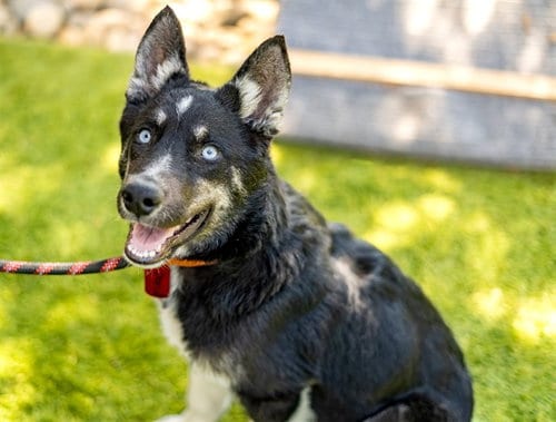 Photo of Hawk, adoptable Siberian Husky in San Jose, California
