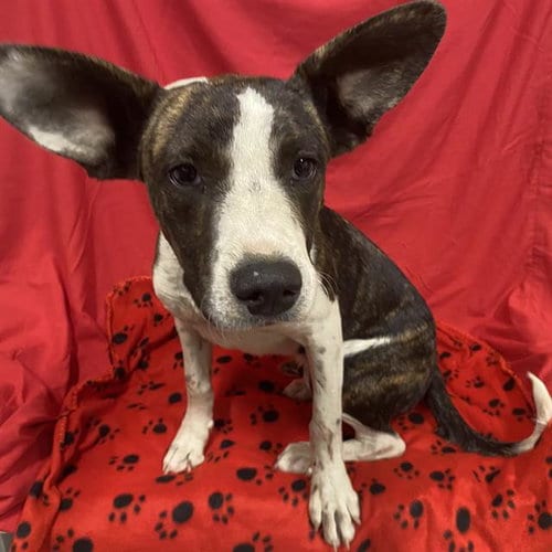 Photo of Bruno, adoptable Bull Terrier in Modesto, California
