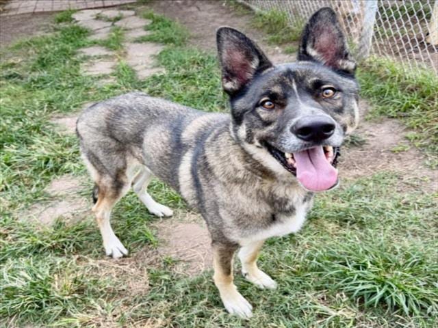 Photo of Senior German Shepherd Dog mix, adoptable German Shepherd Dog mix in Houston, Texas
