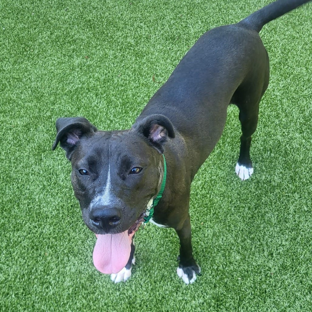 Photo of Ember, adoptable Retriever, Black Labrador / Terrier, American Pit Bull in Greensboro, North Carolina