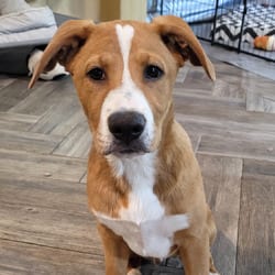 Photo of Clyde SH, adoptable Australian Shepherd Mixed Breed (Medium) in Hartford, Connecticut