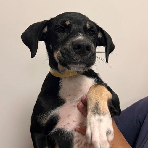 Photo of Bean, adoptable Unknown breed in Rancho Santa Fe, California