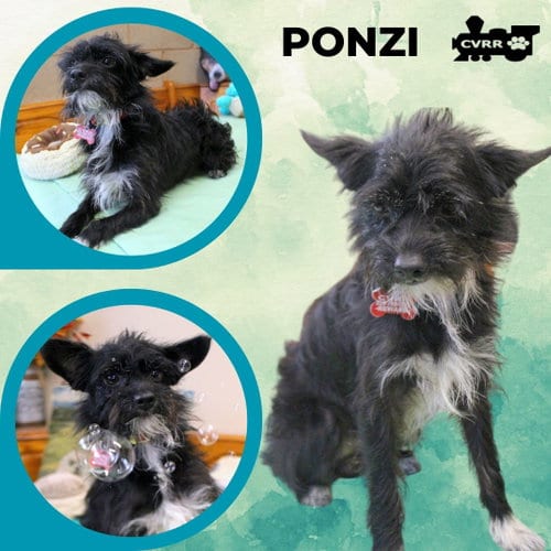 Photo of Ponzi, adoptable Terrier in Lindsay, California