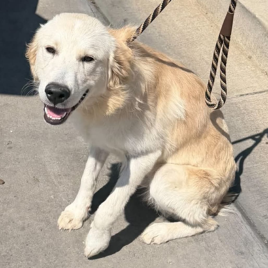 Photo of Timothy, adoptable Retriever, Golden / Mix in Maryland, Maryland