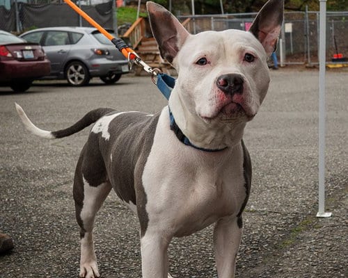 Photo of Cash, adoptable American Pit Bull Terrier in Tacoma, Washington