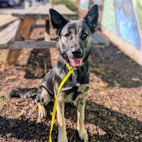Photo of Kit, adoptable German Shepherd Dog in Oakland, California