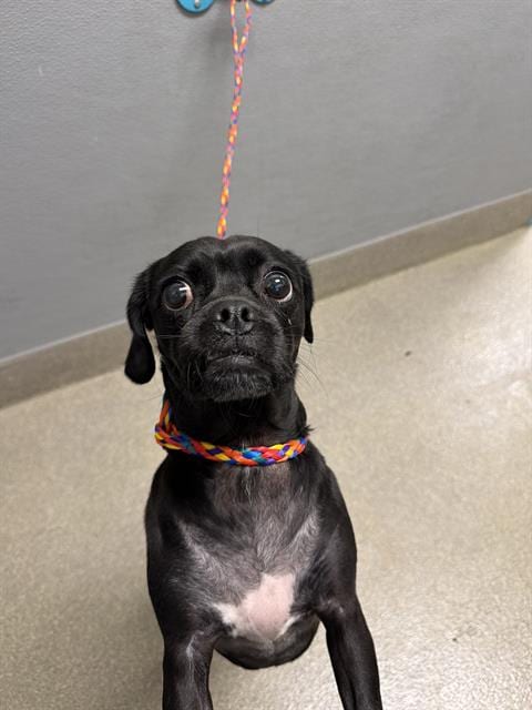Photo of Eevie, adoptable Chihuahua in Las Vegas, Nevada