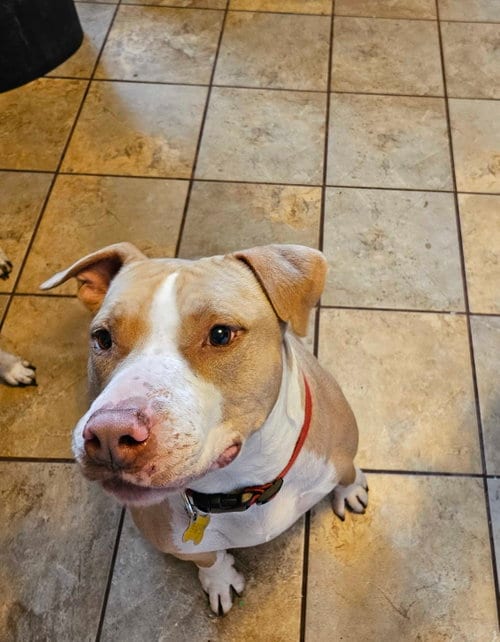 Photo of Duncan Doggie, adoptable Pit Bull Terrier in Sandy, Utah