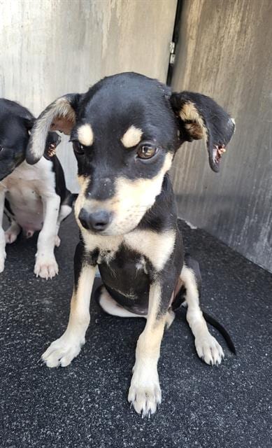 Photo of Misty, adoptable Terrier in San Antonio, Texas