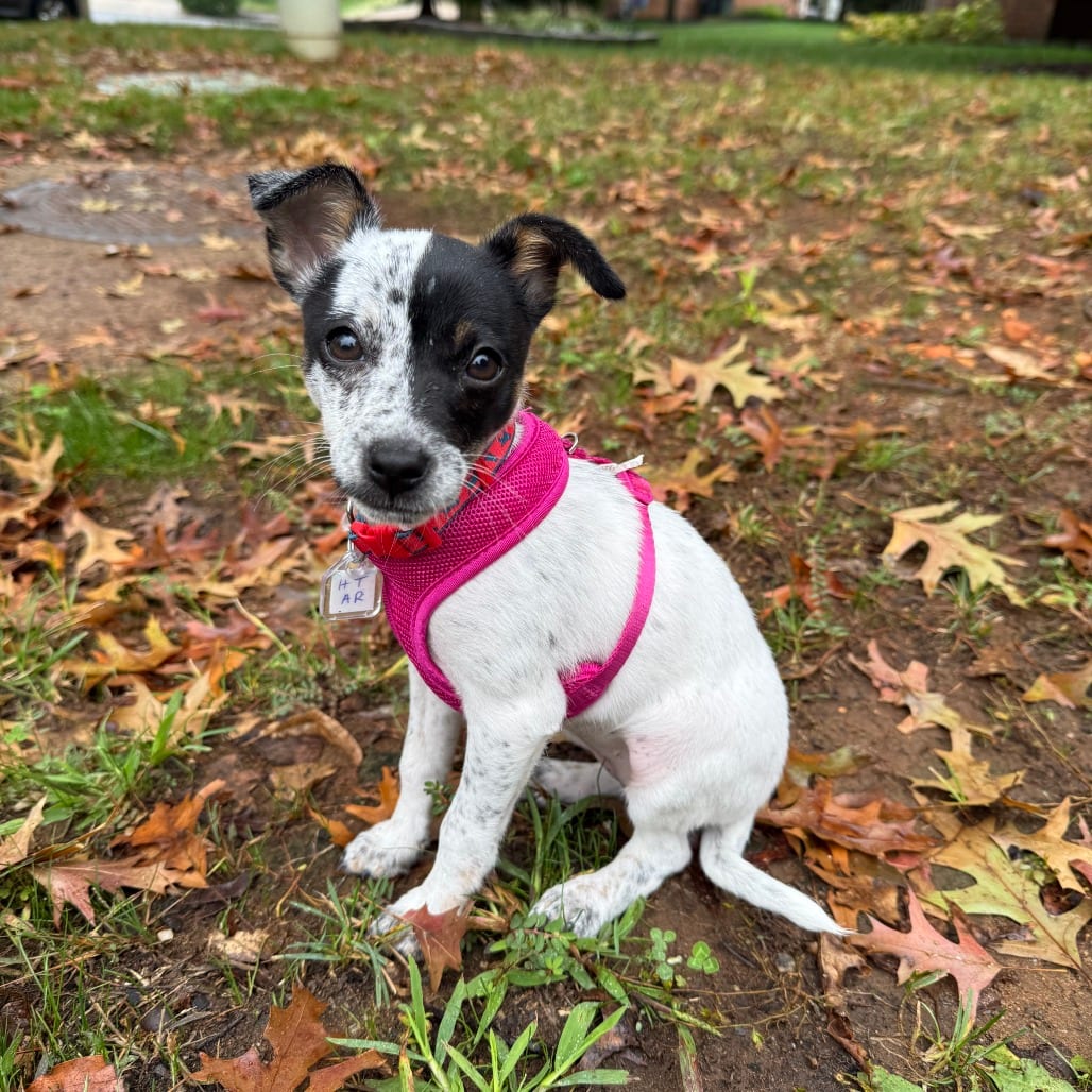 Photo of Fern, adoptable Terrier in Fairfax Station, Virginia