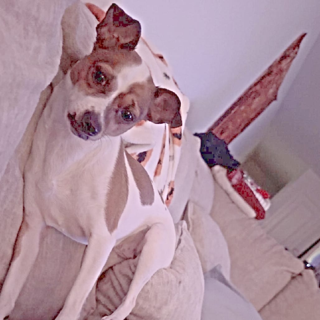 Photo of Bella, adoptable Terrier, Jack Russell / Mixed Breed (Small) in San Antonio, Texas