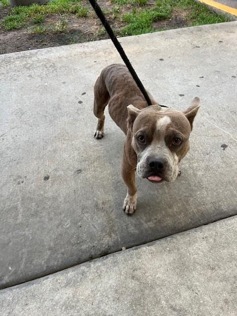 Photo of Billy, adoptable Terrier in Miami, Florida