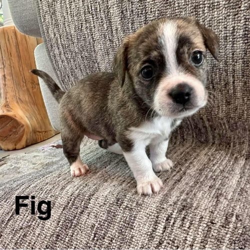 Photo of Fig, adoptable Chihuahua in Spring Lake, North Carolina