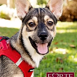 Photo of Ramona, adoptable Husky Shepherd (Unknown Type) in Marina del Rey, California