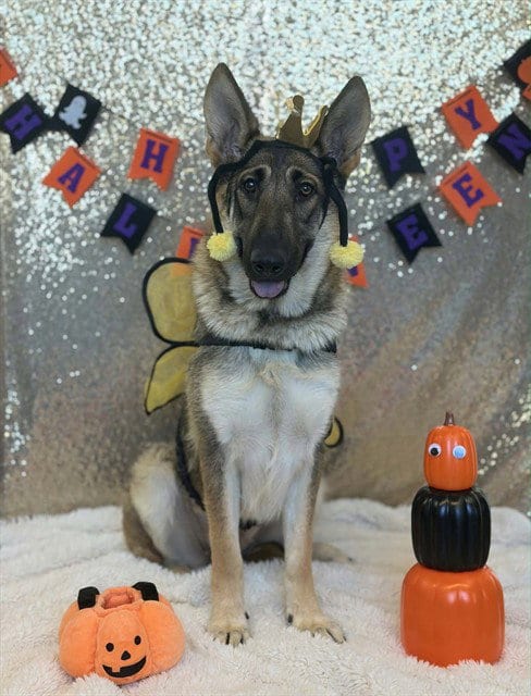 Photo of Gemma, adoptable German Shepherd Dog in Fairfield, California