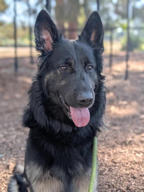 Photo of Smokey, adoptable German Shepherd Dog in Fremont, California