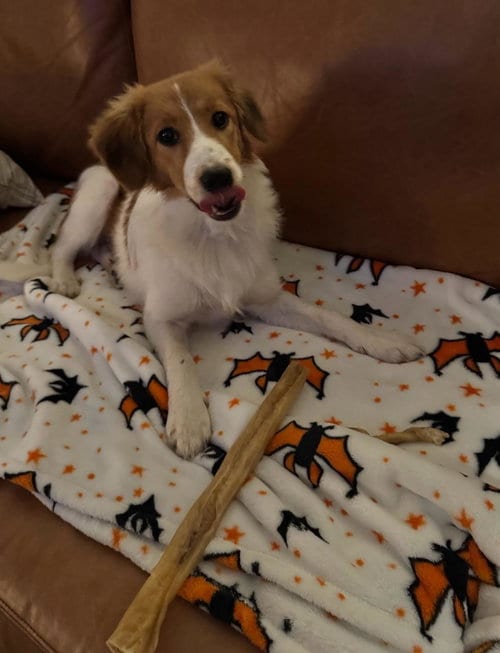Photo of Lola, adoptable Australian Shepherd in Columbus, Indiana