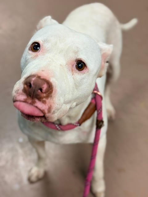 Photo of Kamila, adoptable American Pit Bull Terrier in Chicago, Illinois