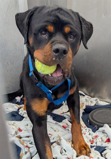 Photo of Grizzley, adoptable Rottweiler in Dallas, Texas