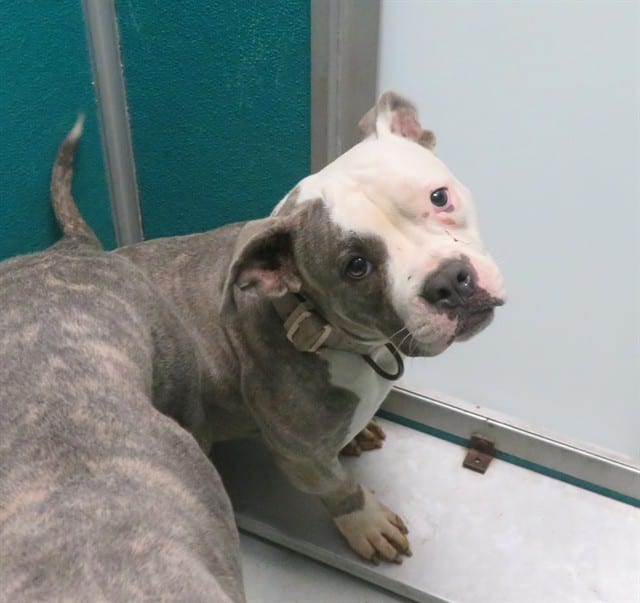 Photo of Aubrey, adoptable American Bulldog mix in Oklahoma City, Oklahoma