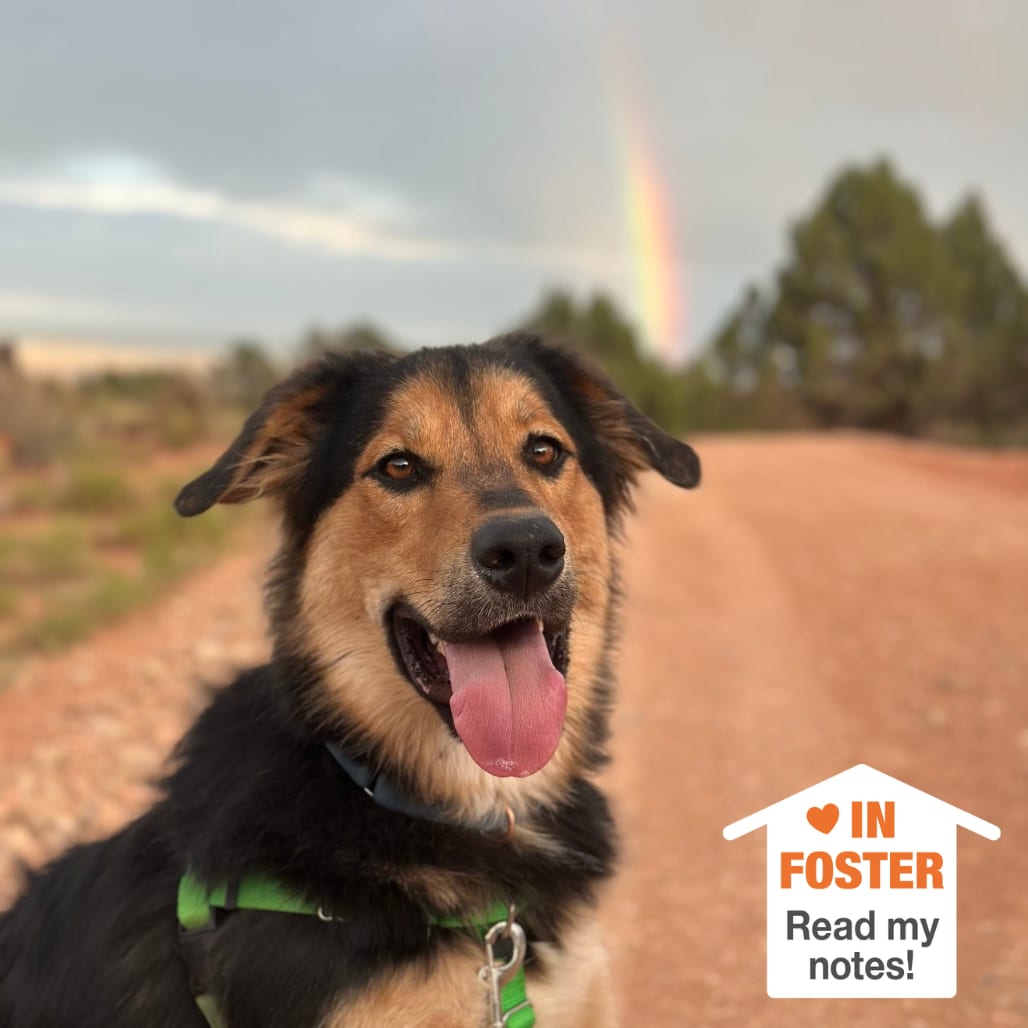 Photo of Bolt, adoptable Shepherd, Australian / Mix in Kanab, Utah