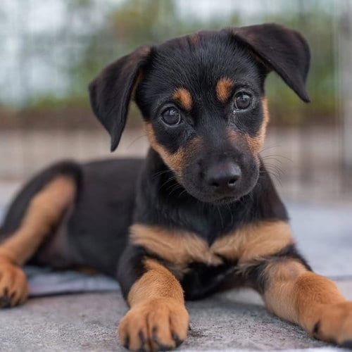 Photo of Dancer Pup - Jitterbug, adoptable Shepherd in San Diego, California