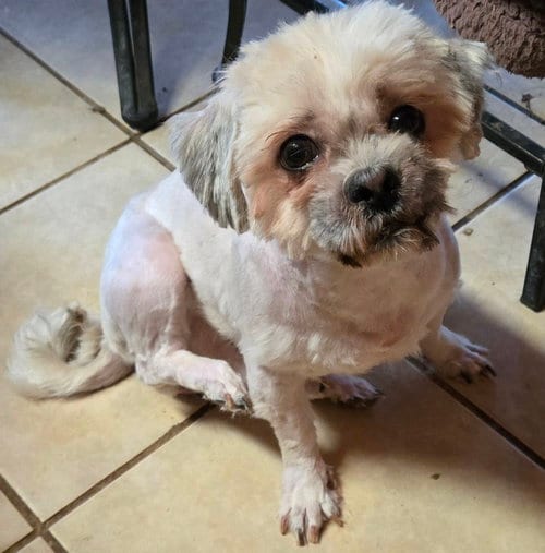 Photo of Andy, adoptable Shih Tzu in San Antonio, Texas