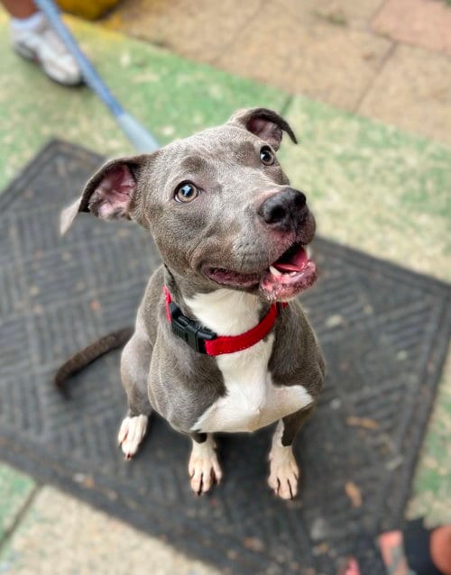 Photo of Honda: At shelter, adoptable Pit Bull Terrier in Rustburg, Virginia