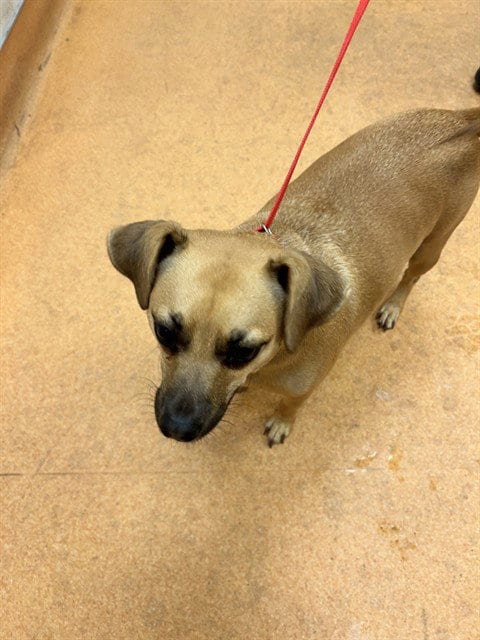 Photo of Sam, adoptable Chihuahua in Martinez, California