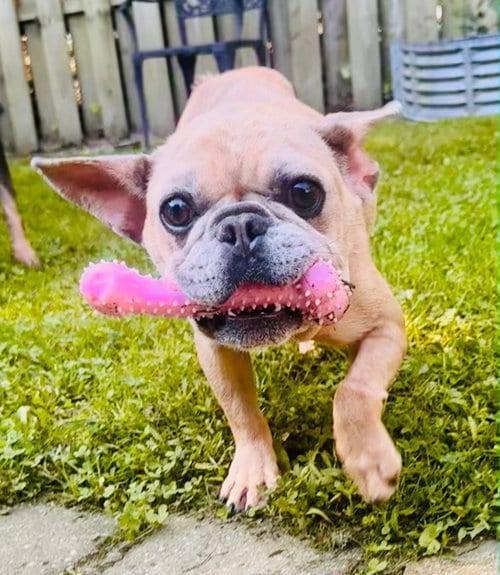 Photo of Dorey, adoptable Unknown breed in Spring Lake, New Jersey