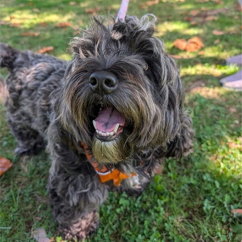 Photo of Ozzy, adoptable Havanese in Alameda, California