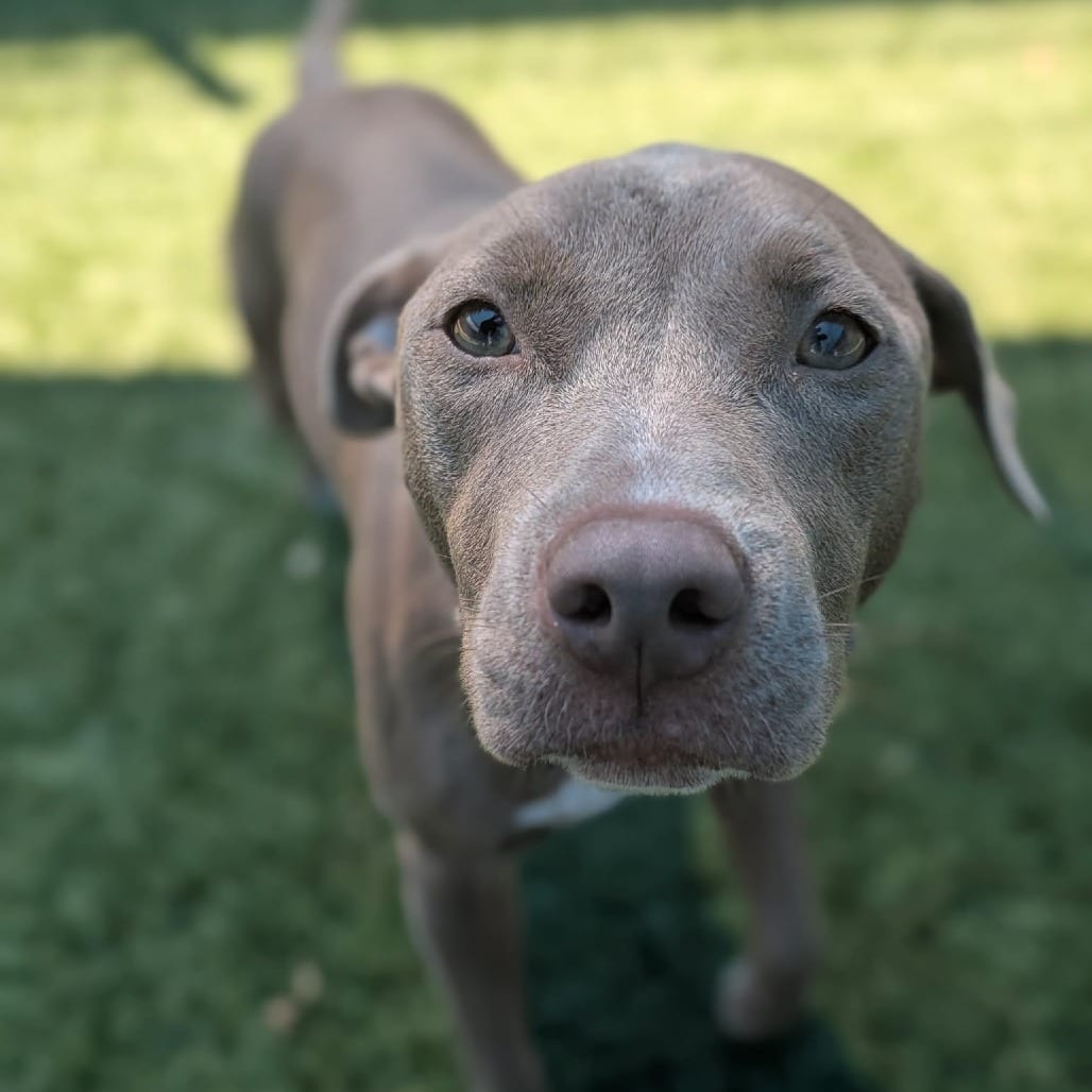 Photo of Tabitha, adoptable Terrier, Pit Bull / Mix in Dallas, Texas