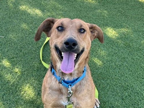 Photo of Jazzercise, adoptable Labrador Retriever in Martinez, California