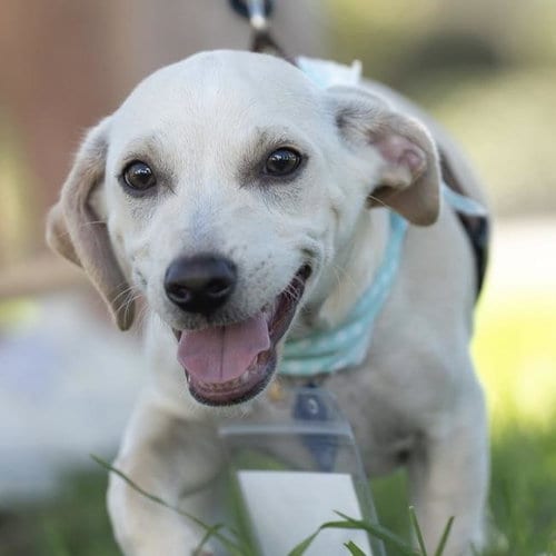 Photo of Gardenia (Bloom Pup), adoptable Spaniel in San Diego, California