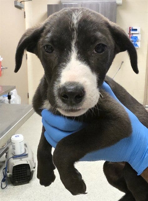 Photo of A433679, adoptable Pit Bull Terrier in Conroe, Texas