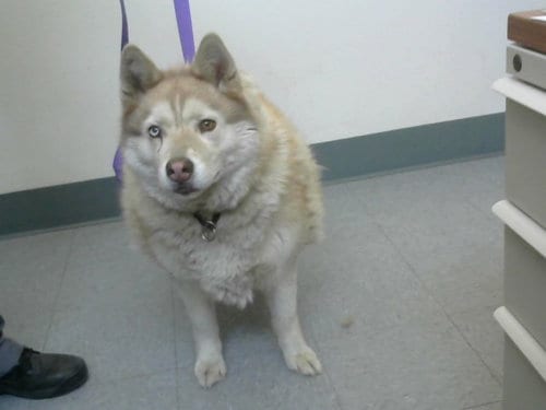 Photo of Kami, adoptable Siberian Husky in Big Bear City, California