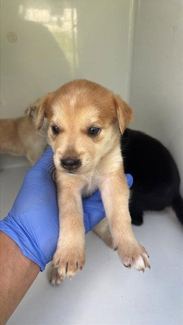 Photo of A661727, adoptable Labrador Retriever in Houston, Texas