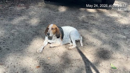 Photo of Dixie, adoptable Bluetick Coonhound in Ocala, Florida