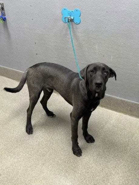 Photo of Salmon, adoptable Weimaraner in Las Vegas, Nevada