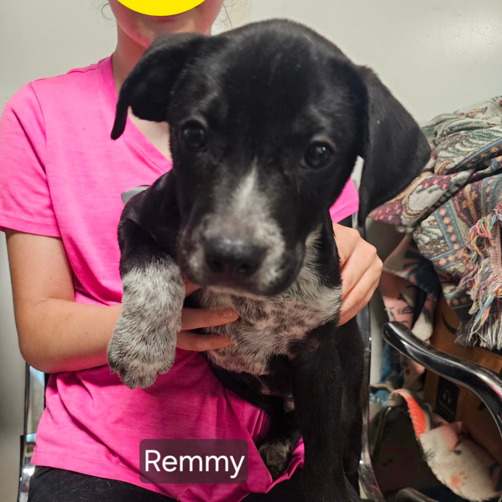 Photo of Remmy, adoptable Mixed Breed (Medium) in Mount Vernon, Arkansas